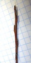 elaeagnus willow (salix eleagnos), hairy brown-red twig. 2009-01-26, Pentax W60. keywords: salix eleagnos, salix incana, grau-weide, saule drapé, salice ripajuolo